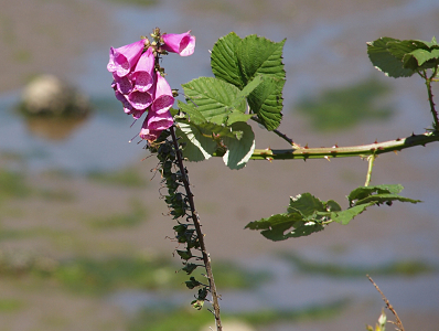 [At the top of this skinny stem are 8-10 pink-purple blossoms which grow at different heights from the stem such they are stacked atop each other.]